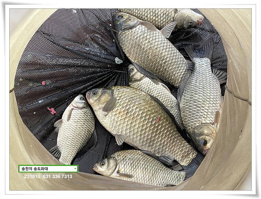 스멀스멀 가을붕어 (유료터정보 - 유료터점주조황)