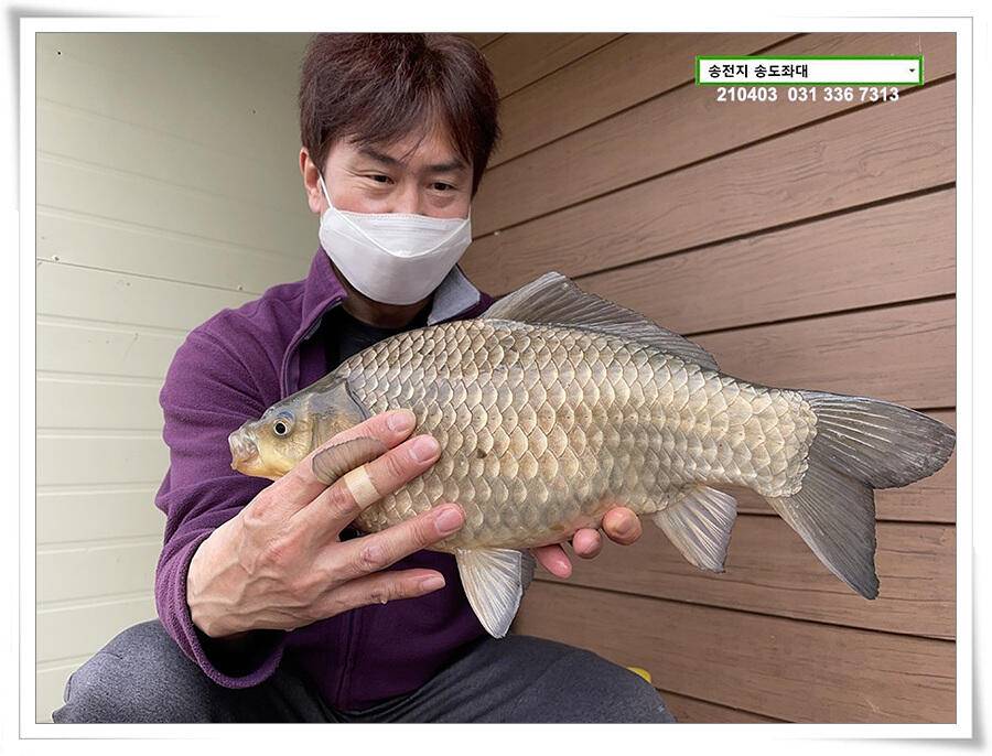 매일 그대와 송전지 송전낚시터 송도좌대 조황 (유료터정보 - 유료터점주조황)