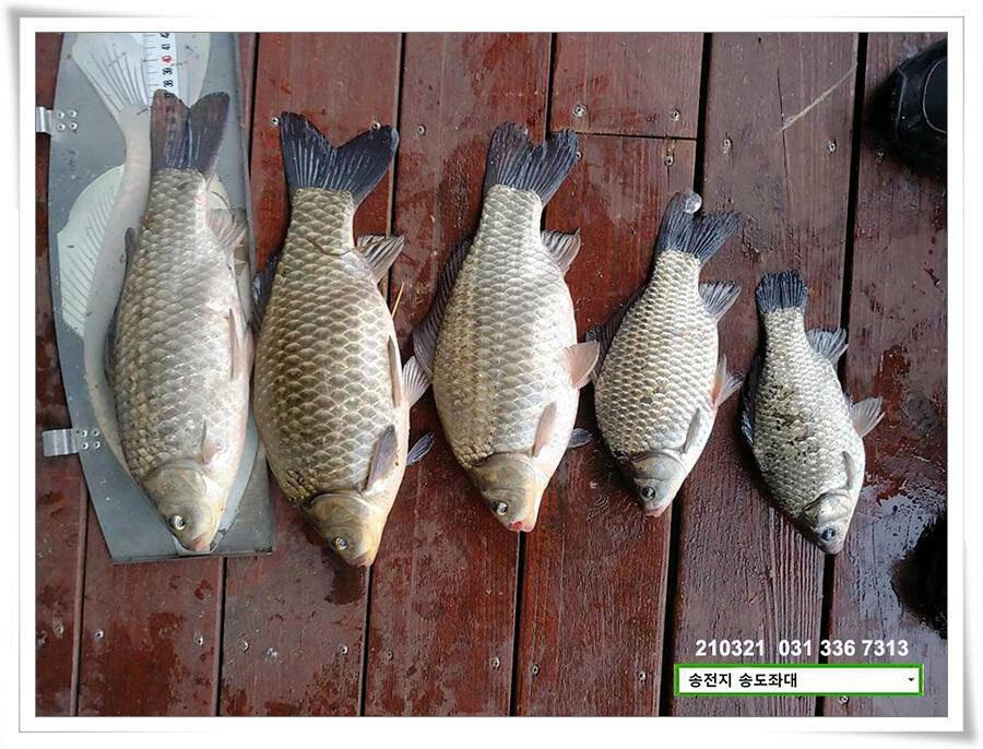 화려한 철수송전지 송도좌대 조황 (유료터정보 - 유료터점주조황)