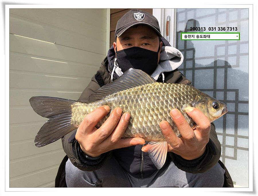 송전지 송도집 좌대 조황 (유료터정보 - 유료터점주조황)