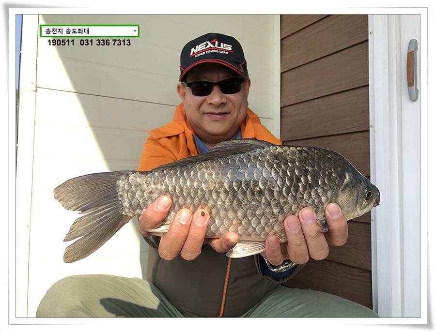 송전낚시터 송도좌대 조황 (유료터정보 - 유료터점주조황)