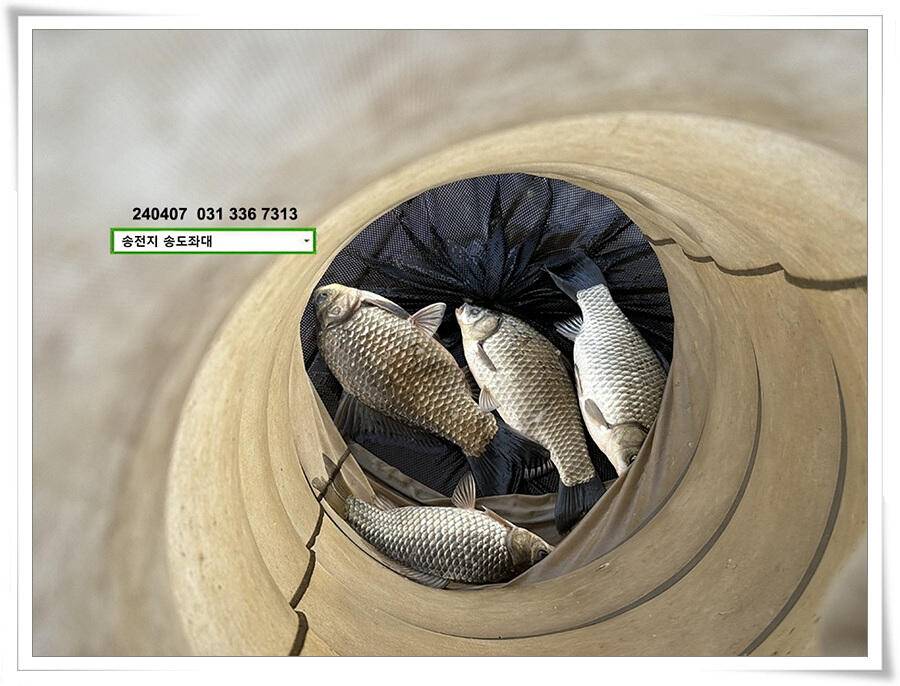 직딩의 4짜 (유료터정보 - 유료터점주조황)