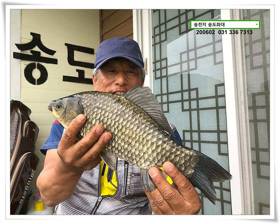 송전지 송도집 좌대 조황 송전낚시터 (유료터정보 - 유료터점주조황)