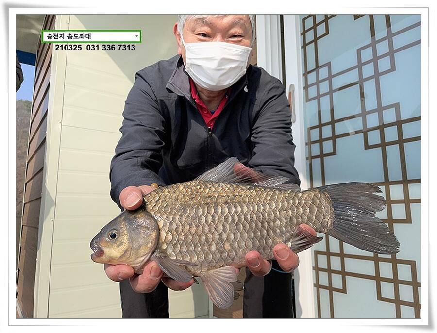 4짜붕어 용인송전지 송도좌대 조황 (유료터정보 - 유료터점주조황)