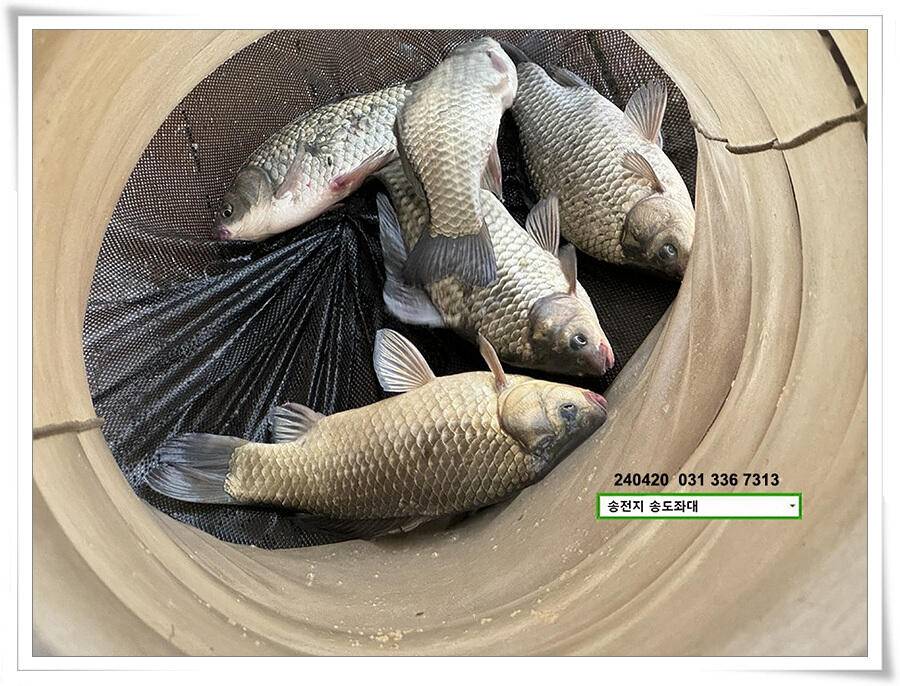 봄 비에 허리급 (유료터정보 - 유료터점주조황)