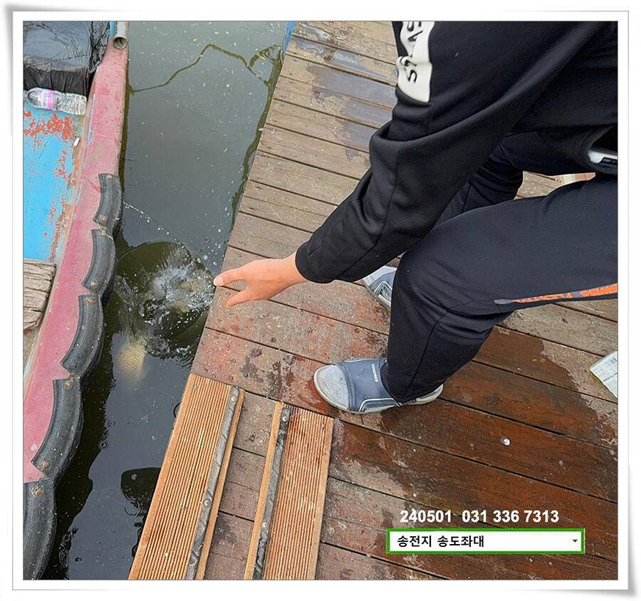 계절의 여왕 5월 첫 덩어리 (유료터정보 - 유료터점주조황)