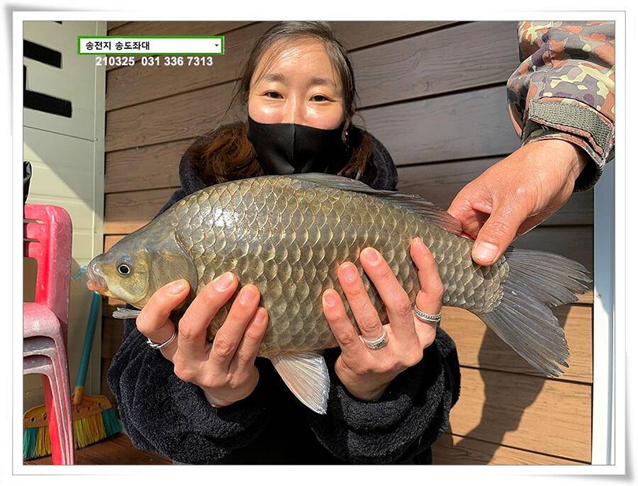 4짜붕어 용인송전지 송도좌대 조황 (유료터정보 - 유료터점주조황)