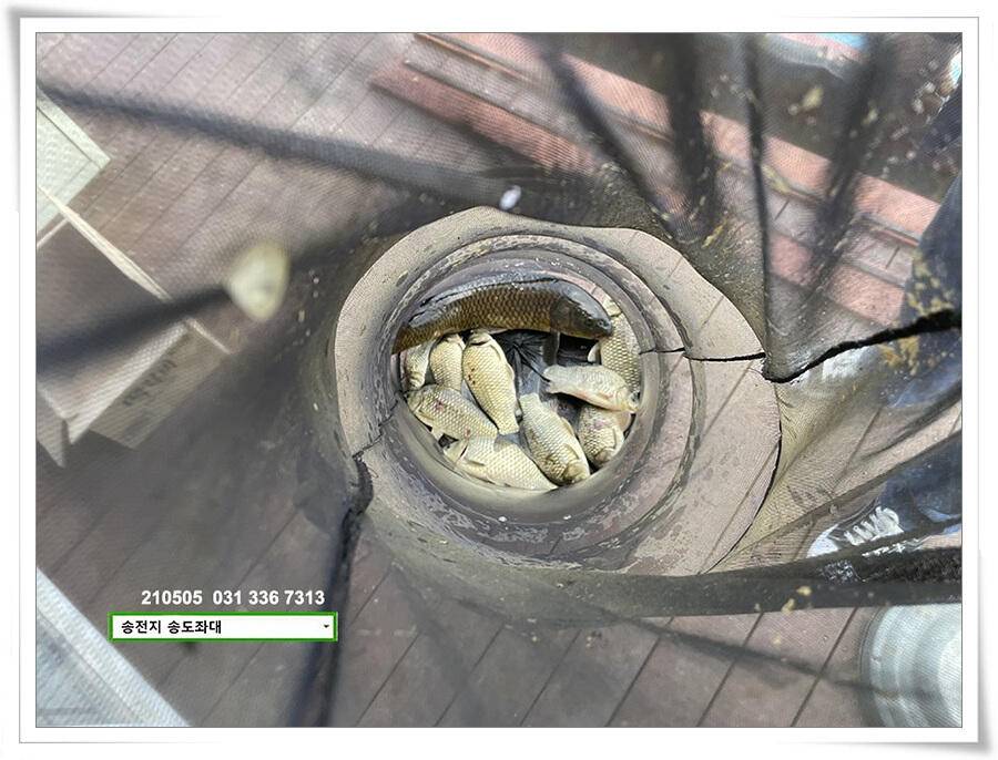 어른이 날 4짜송전지 송도집 좌대 조황 (유료터정보 - 유료터점주조황)