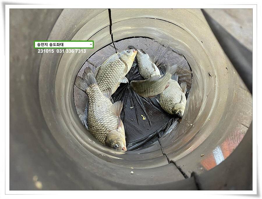 4짜 혹은 마릿수 (유료터정보 - 유료터점주조황)