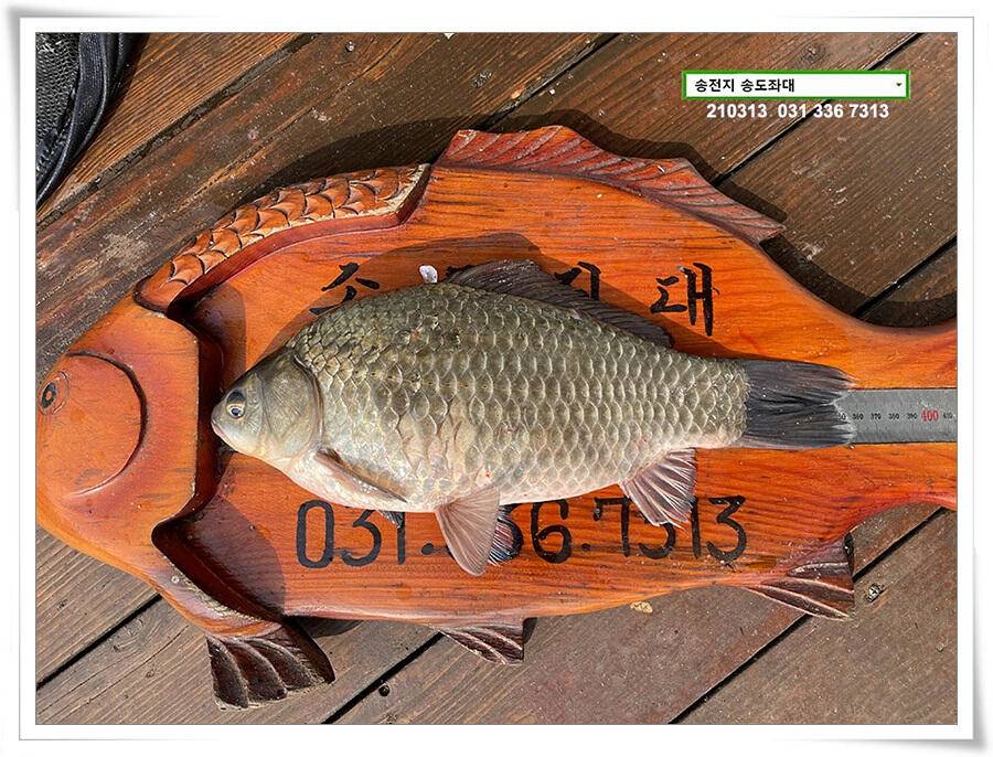 봄 붕어 제오시는 송전지 송도좌대 조황 (유료터정보 - 유료터점주조황)