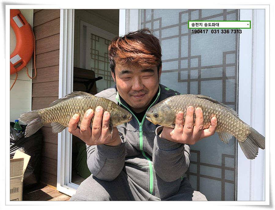 송전낚시터 송도좌대 조황 (유료터정보 - 유료터점주조황)
