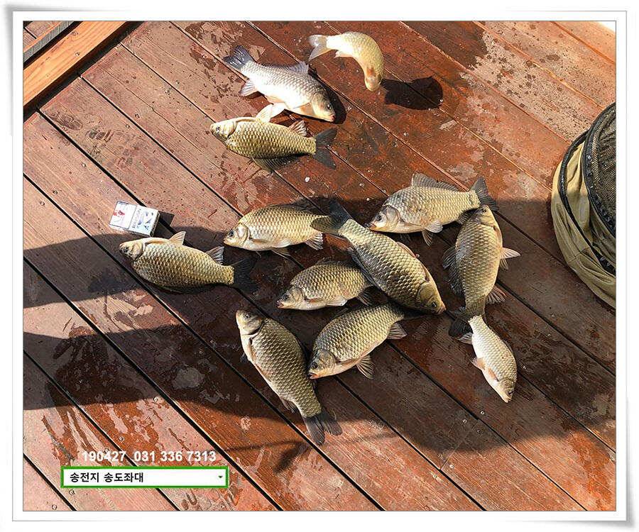 송전지 송도좌대 조황 (유료터정보 - 유료터점주조황)