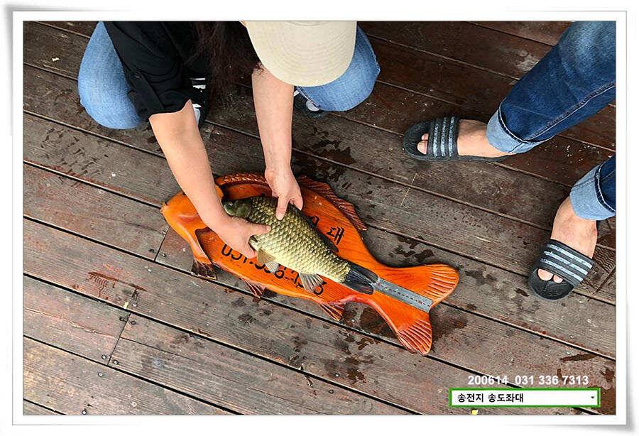 어쩌다 4짜 송전지 송도좌대 조황 (유료터정보 - 유료터점주조황)