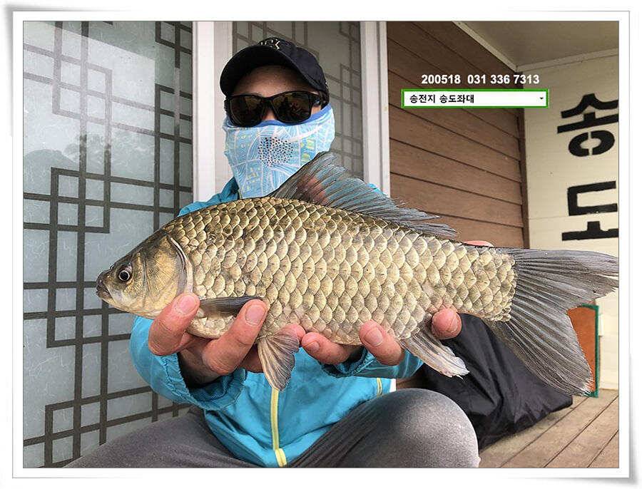 잇는 허리급송전지 송도좌대 조황 (유료터정보 - 유료터점주조황)