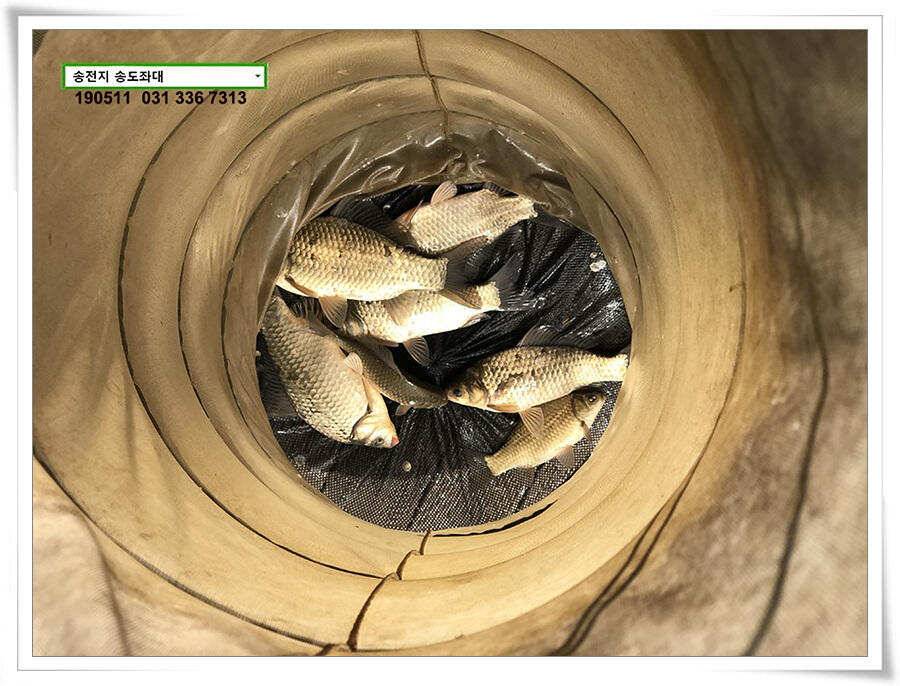 송전낚시터 송도좌대 조황 (유료터정보 - 유료터점주조황)