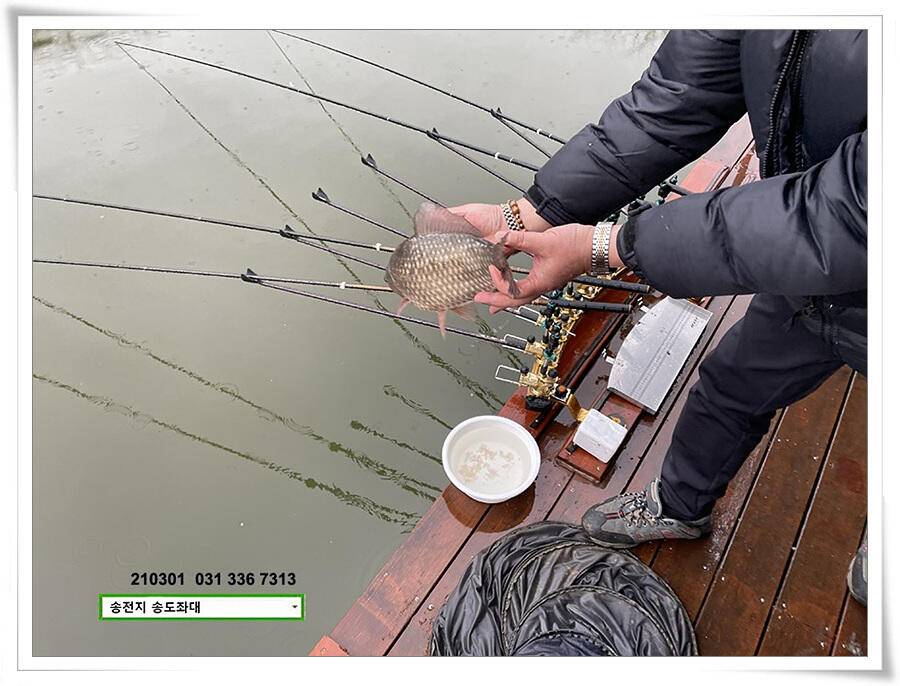 봄 볕 받아내는 송전지 송도좌대 조황 (유료터정보 - 유료터점주조황)