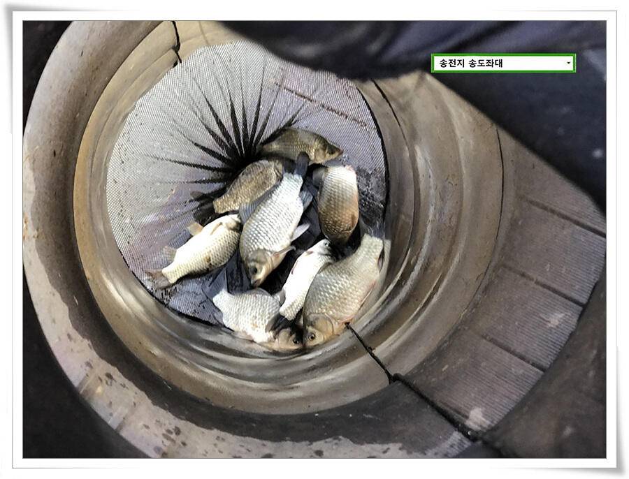 연휴기간 송전지 송도좌대 송전낚시터 조황 (유료터정보 - 유료터점주조황)