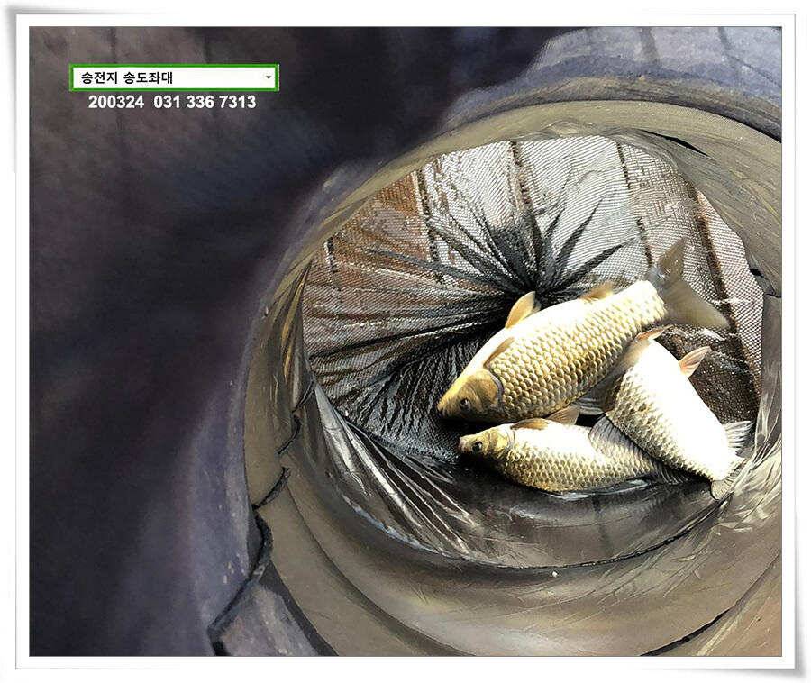 덩어리 등판하는 송전지 송도좌대 조황 (유료터정보 - 유료터점주조황)