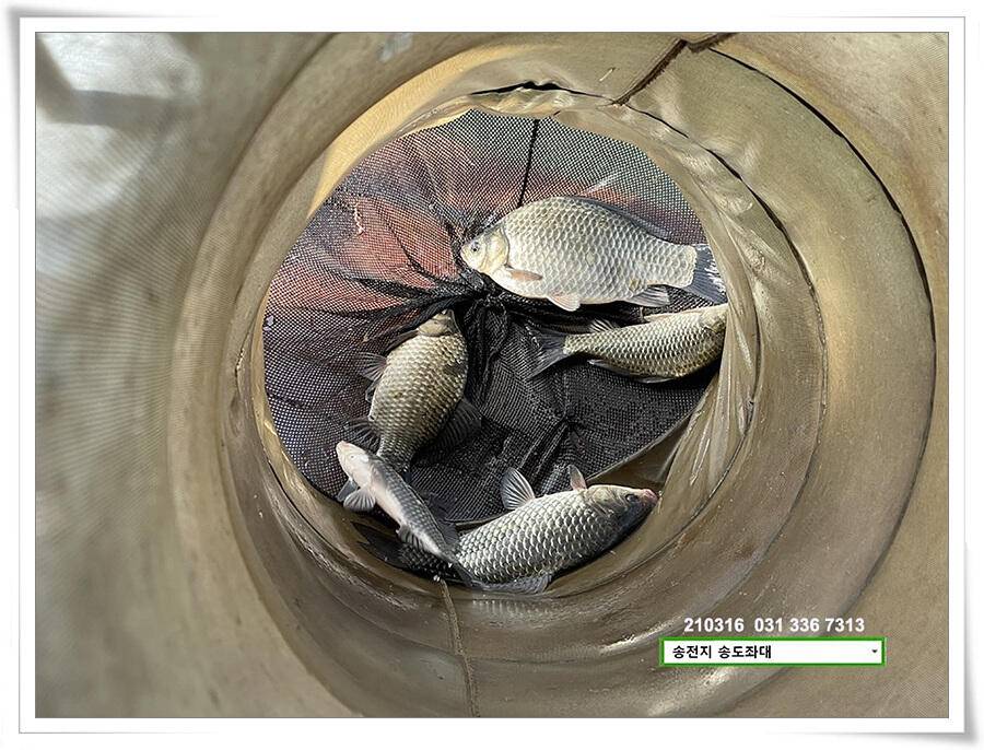 근사한 덩어리 낚기 송전지 송도좌대 조황 (유료터정보 - 유료터점주조황)
