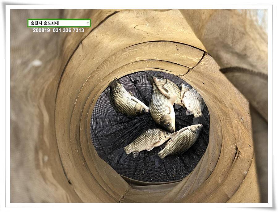 안정세 찾은 송전지 송도좌대 조황 (유료터정보 - 유료터점주조황)