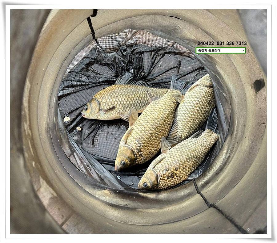 대낮에 한 4짜 (유료터정보 - 유료터점주조황)