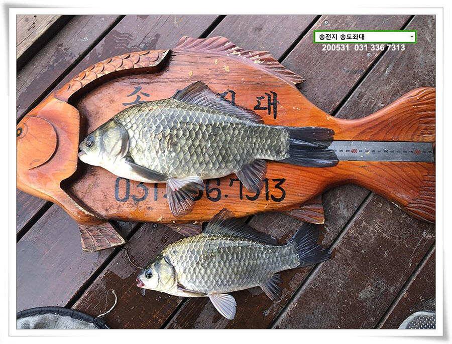 2차 직딩의 난송전지 송도좌대 조황 (유료터정보 - 유료터점주조황)