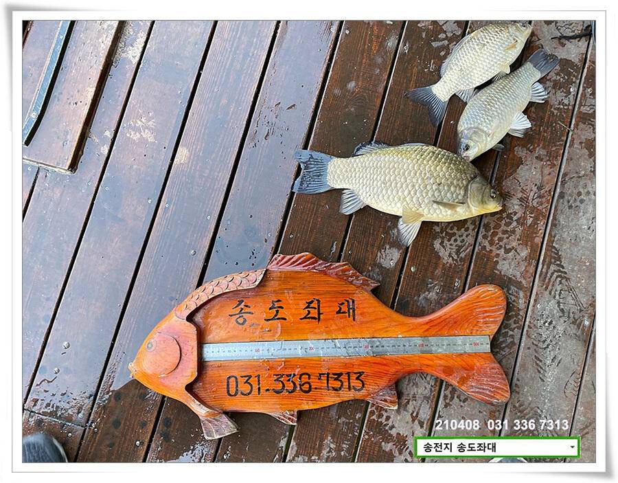 4짜 두 마리 몰고 감송전지 송도좌대 조황 (유료터정보 - 유료터점주조황)