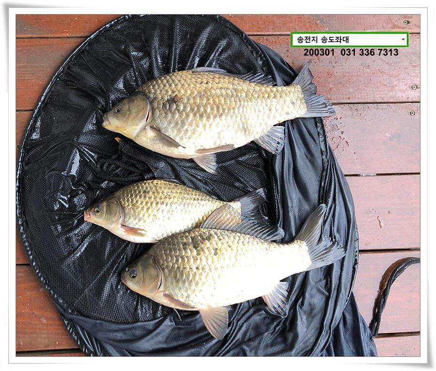 연이은 덩어리 송전지 송도좌대 조황 (유료터정보 - 유료터점주조황)
