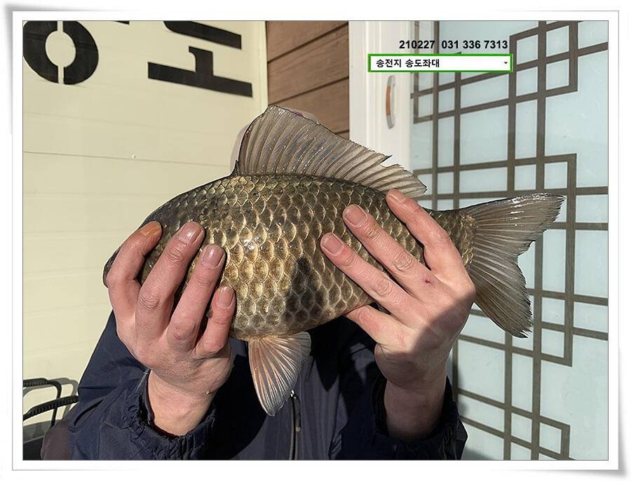 시즌 첫 대물 (유료터정보 - 유료터점주조황)