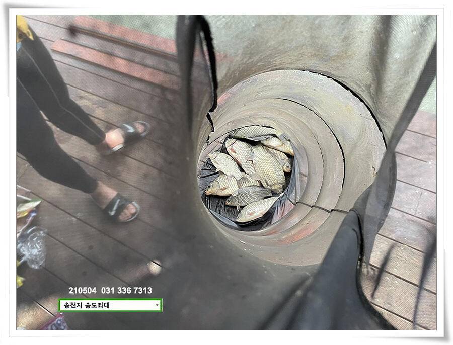 배수에도 4짜송전지 송도좌대 조황 (유료터정보 - 유료터점주조황)