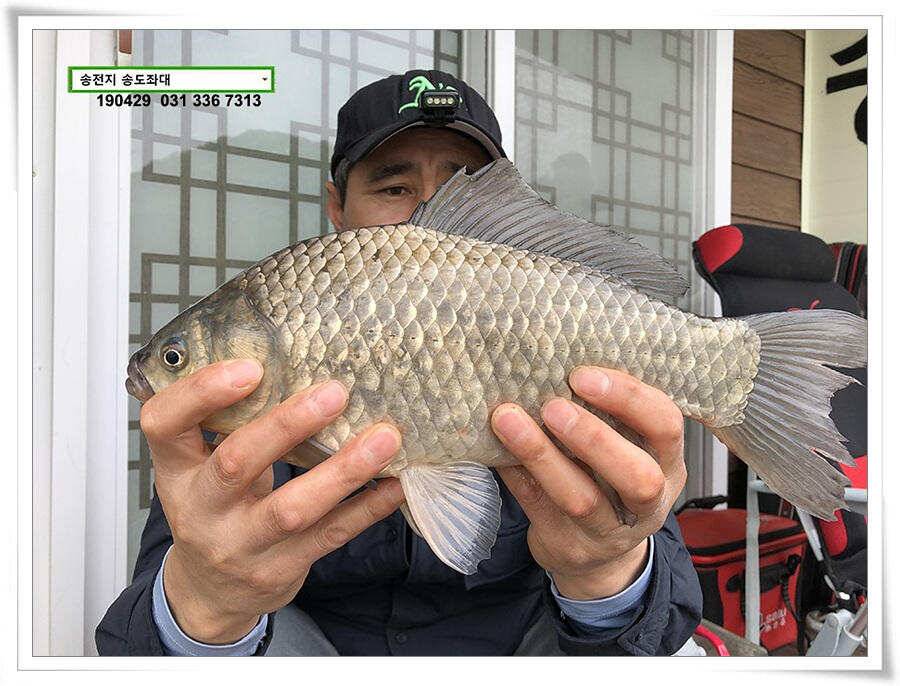 송도좌대 조황 (유료터정보 - 유료터점주조황)