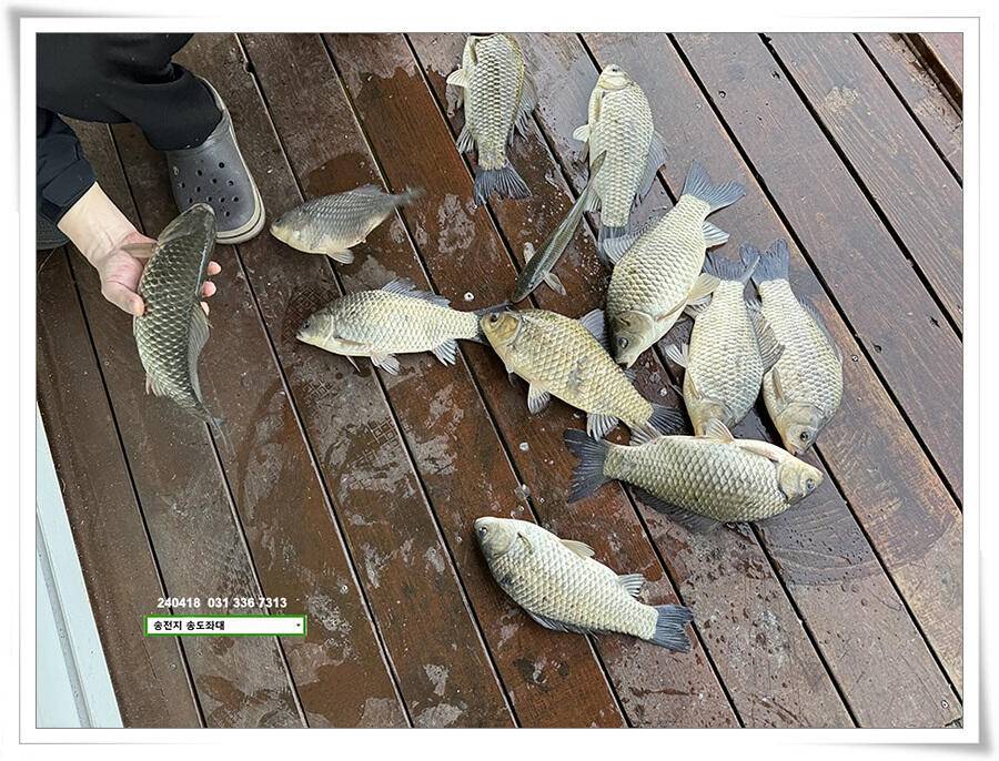 꽃가루에 4짜 (유료터정보 - 유료터점주조황)