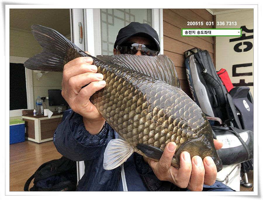42cm송전지 송도집 좌대 조황 (유료터정보 - 유료터점주조황)