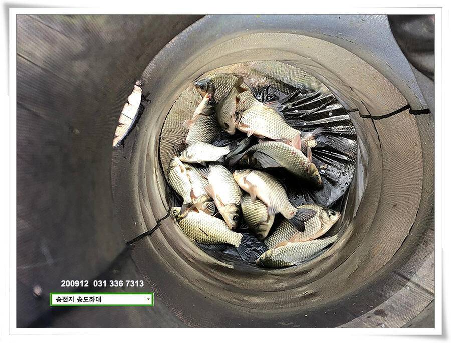 가을 첫 4짜 (유료터정보 - 유료터점주조황)