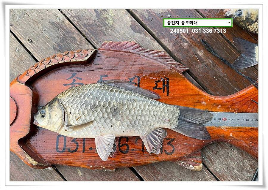 계절의 여왕 5월 첫 덩어리 (유료터정보 - 유료터점주조황)