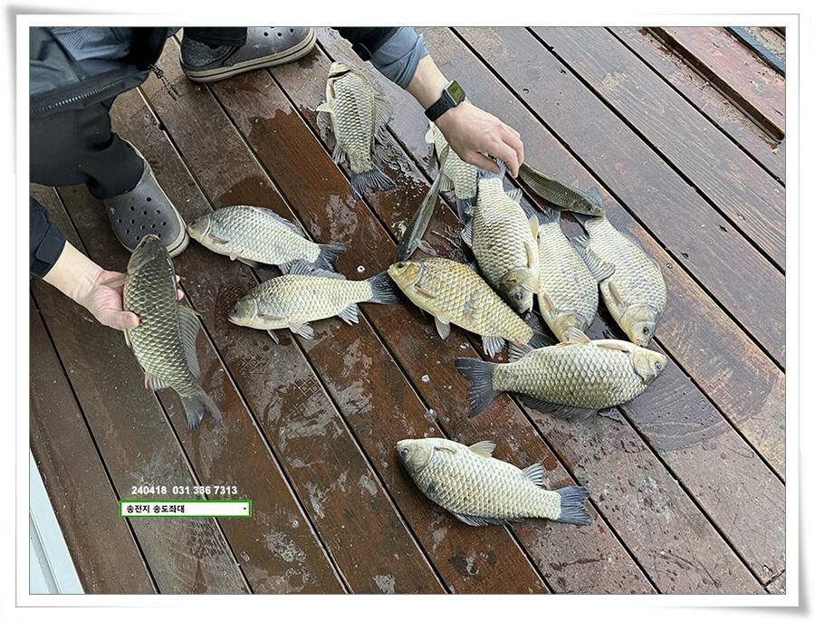꽃가루에 4짜 (유료터정보 - 유료터점주조황)