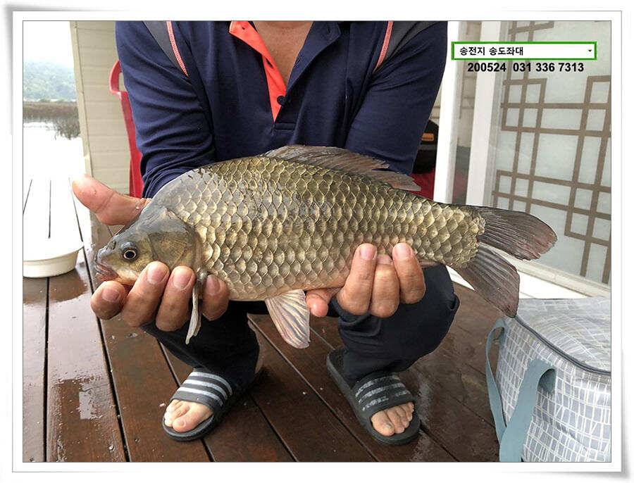 거꾸로 가는 송전지 시계 (유료터정보 - 유료터점주조황)
