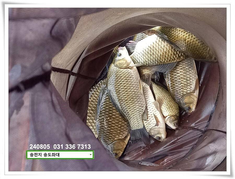 주말 휴일 조황 (유료터정보 - 유료터점주조황)