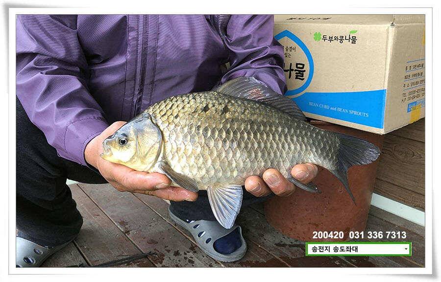 송전지 송전낚시터 송도좌대 조황 (유료터정보 - 유료터점주조황)