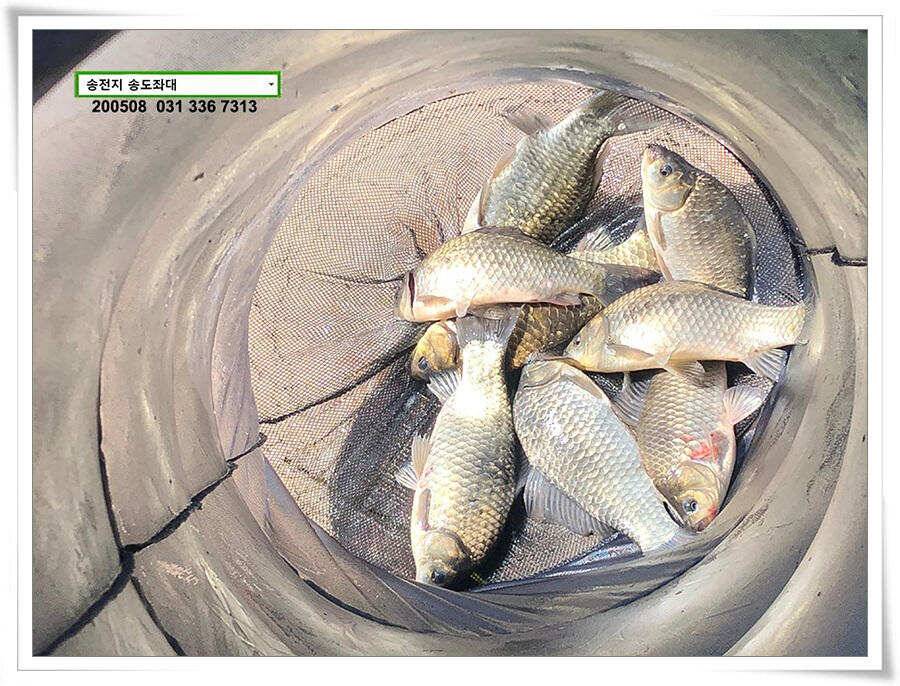 악재에 4짜송전지 송도좌대 조황 (유료터정보 - 유료터점주조황)