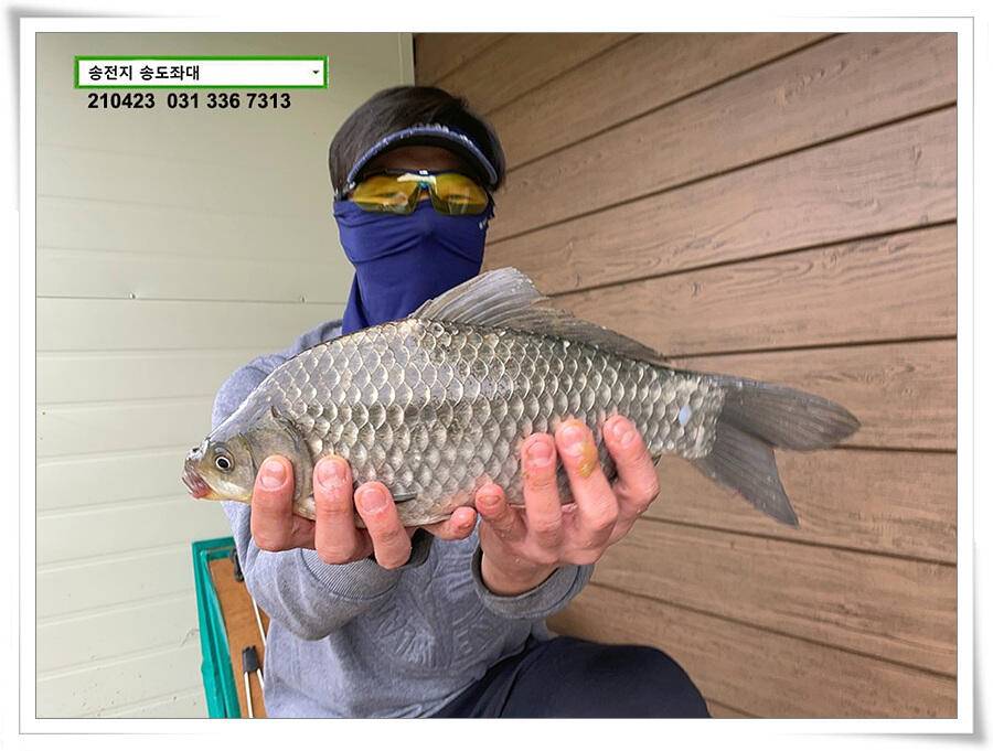 4짜의 산란 ing송전지 송도좌대 조황 (유료터정보 - 유료터점주조황)