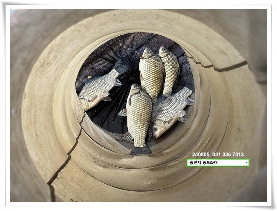 주말 휴일 조황 (유료터정보 - 유료터점주조황)