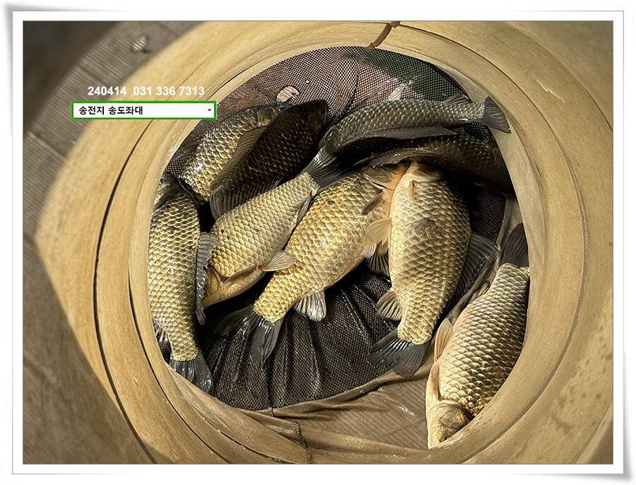 꾸준한 마릿수 (유료터정보 - 유료터점주조황)