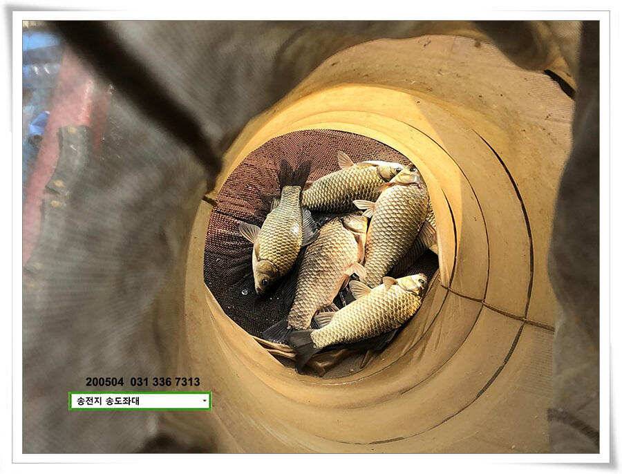 송전지 송도좌대 연휴조황 (유료터정보 - 유료터점주조황)