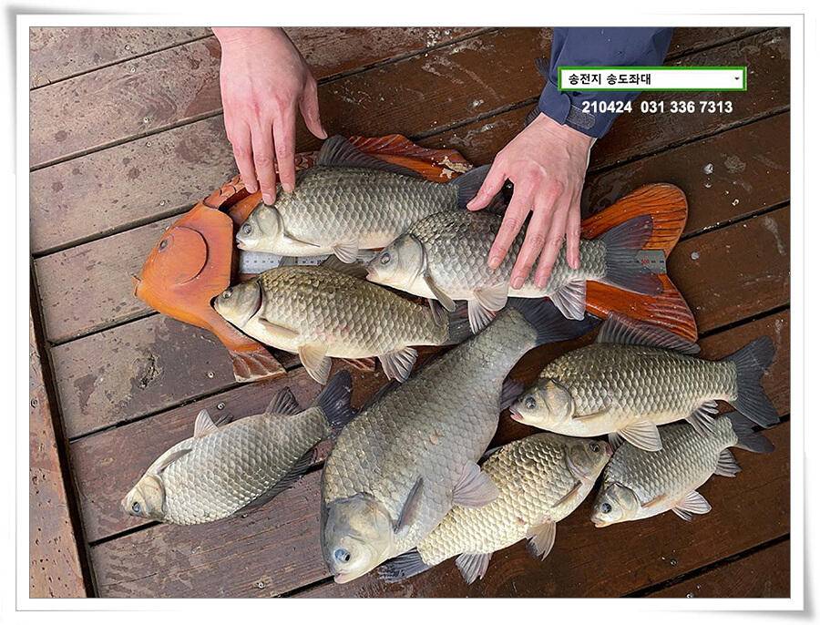 4짜 떡붕어 허리급 마릿수송전지 송도집 좌대 조황 (유료터정보 - 유료터점주조황)
