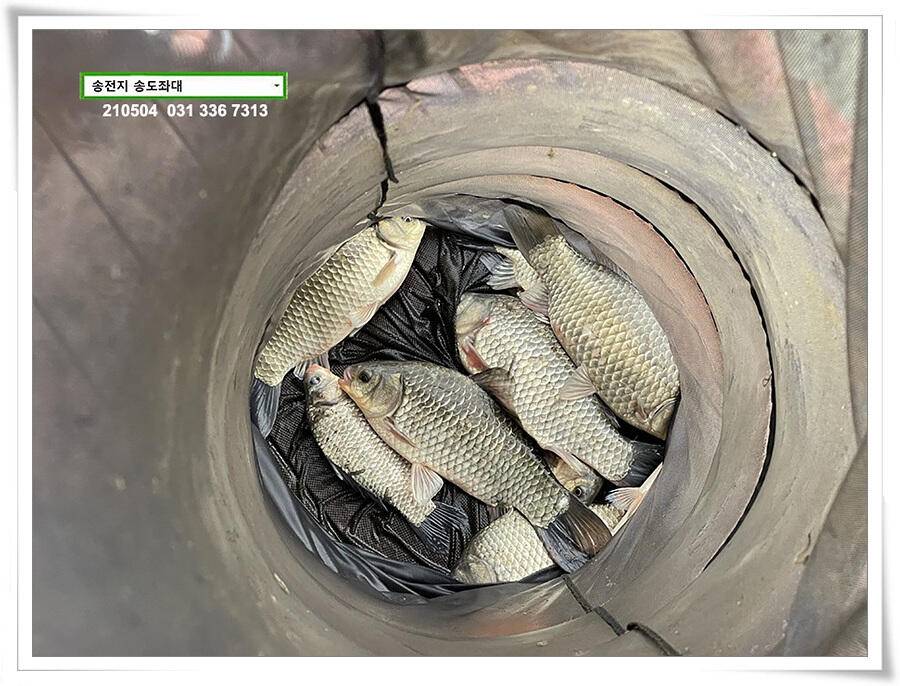 배수에도 4짜송전지 송도좌대 조황 (유료터정보 - 유료터점주조황)