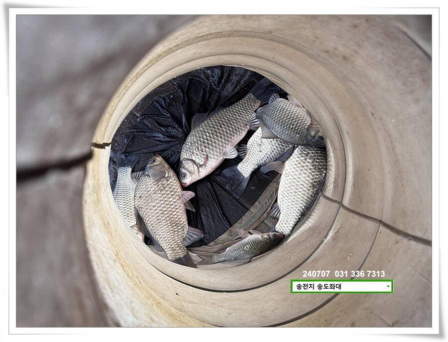 강풍에 허리급 (유료터정보 - 유료터점주조황)