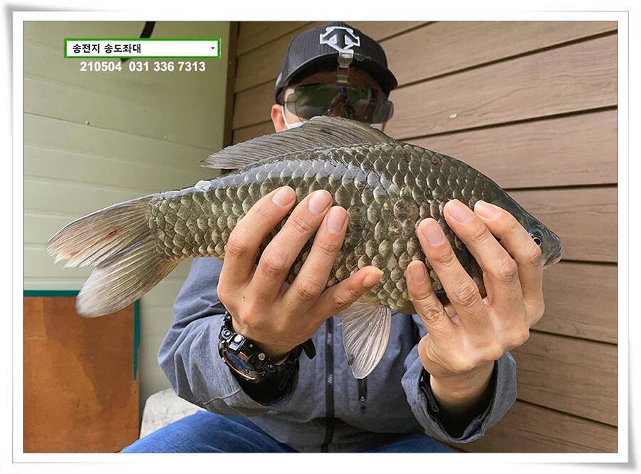 배수에도 4짜송전지 송도좌대 조황 (유료터정보 - 유료터점주조황)