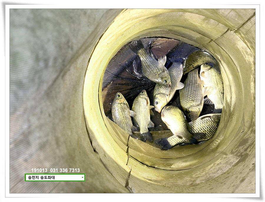 가을볕 드는 송도좌대 조황 (유료터정보 - 유료터점주조황)