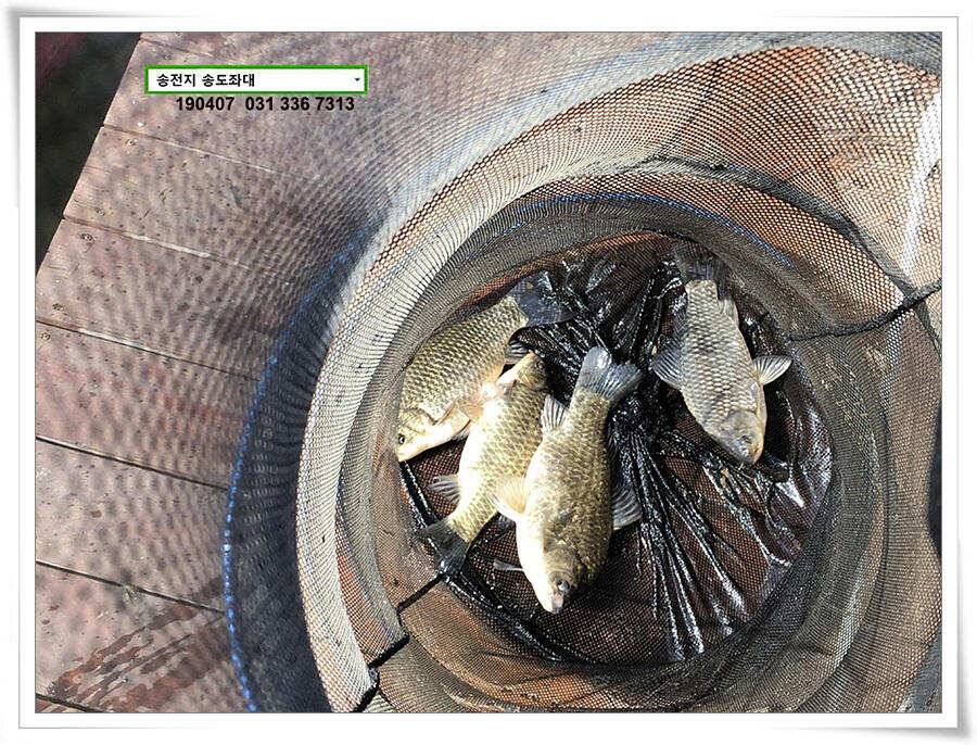 다시 빌드업 나선 송도좌대 조황 (유료터정보 - 유료터점주조황)